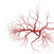 Illustration for article titled Embarrassing Question for YAll About Thread Veins